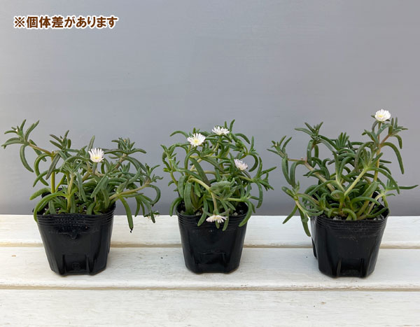 マツバギク：おひさま花火 サンドジェム ホワイト3号ポット