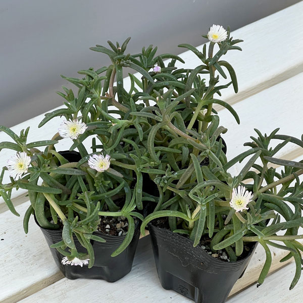 マツバギク：おひさま花火 サンドジェム ホワイト3号ポット