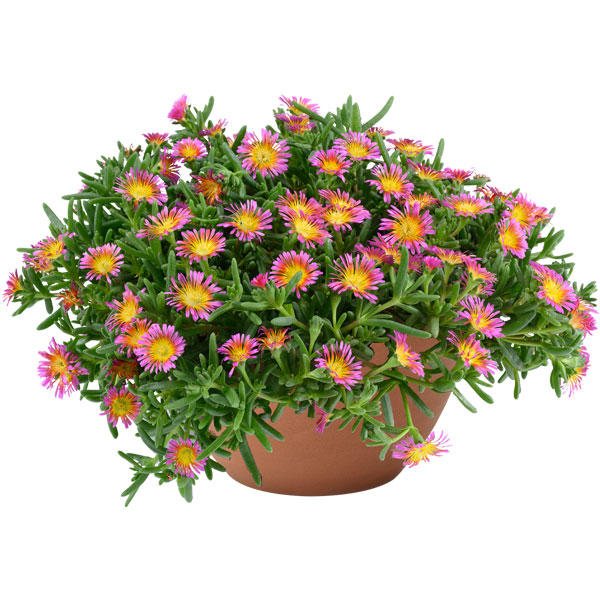 [26年3月中下旬予約]マツバギク：おひさま花火 サンドジェム フクシア3号ポット