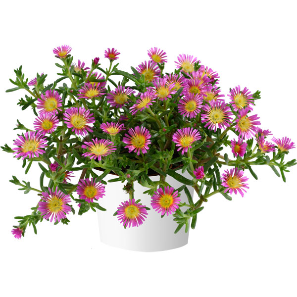 [26年3月中下旬予約]マツバギク：おひさま花火 サンドジェム フクシア3号ポット