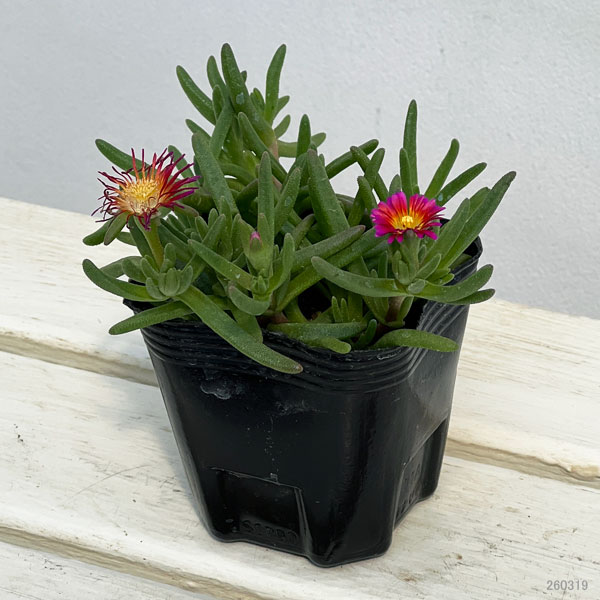 マツバギク：おひさま花火 サンドジェム フクシア3号ポット