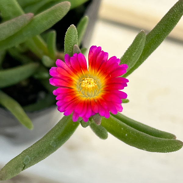 マツバギク：おひさま花火 サンドジェム フクシア3号ポット