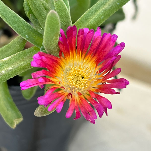 マツバギク：おひさま花火 サンドジェム フクシア3号ポット