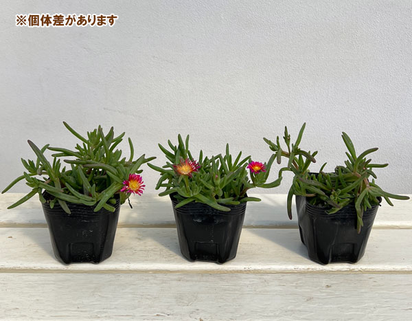 マツバギク：おひさま花火 サンドジェム フクシア3号ポット