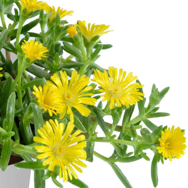 [26年3月中下旬予約]マツバギク：おひさま花火 サンドジェム イエロー3号ポット