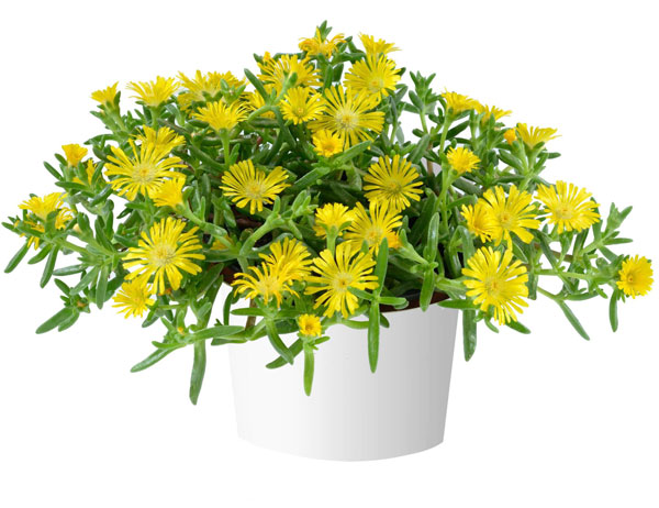 [26年3月中下旬予約]マツバギク：おひさま花火 サンドジェム イエロー3号ポット