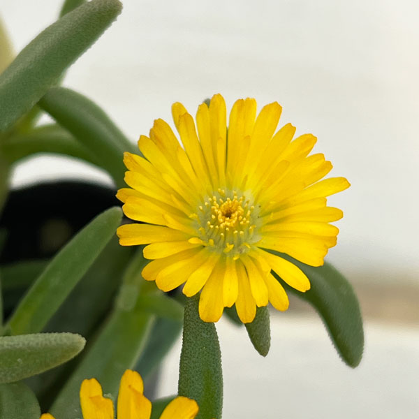 マツバギク:おひさま花火 サンドジェム イエロー3号ポット