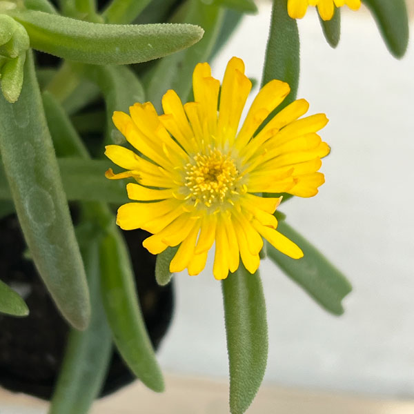マツバギク:おひさま花火 サンドジェム イエロー3号ポット