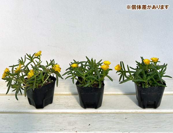 マツバギク:おひさま花火 サンドジェム イエロー3号ポット