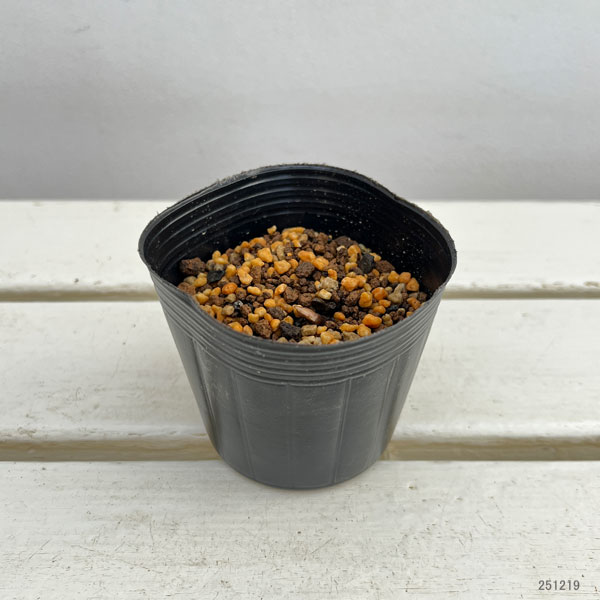 フタバアオイ：箱根フタバアオイ3号ポット