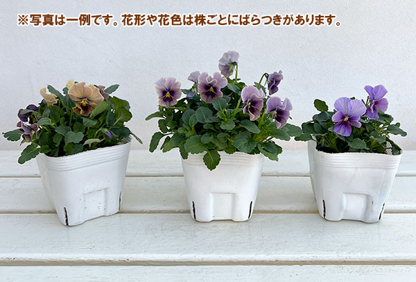 ビオラ：ふんわり（仮）3.5号ポット