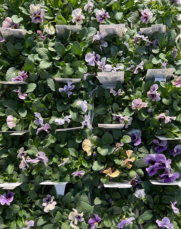 ビオラ：ふんわり（仮）3.5号ポット