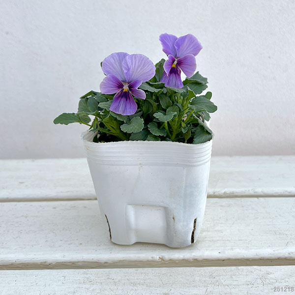 ビオラ：ふんわり（仮）3.5号ポット