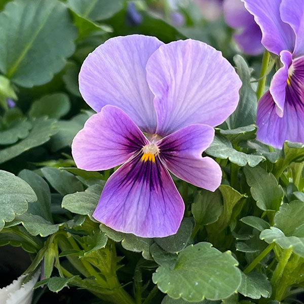 ビオラ：ふんわり（仮）3.5号ポット