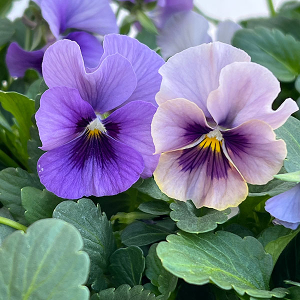 ビオラ：ふんわり（仮）3.5号ポット