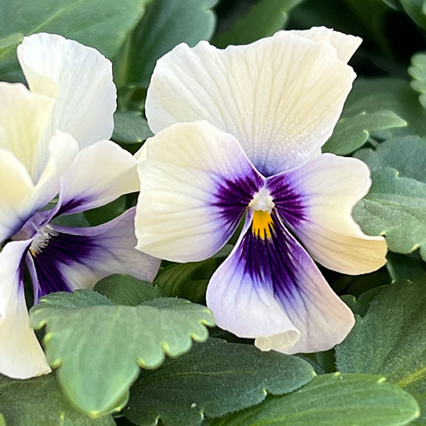 ビオラ：ふんわり（仮）3.5号ポット