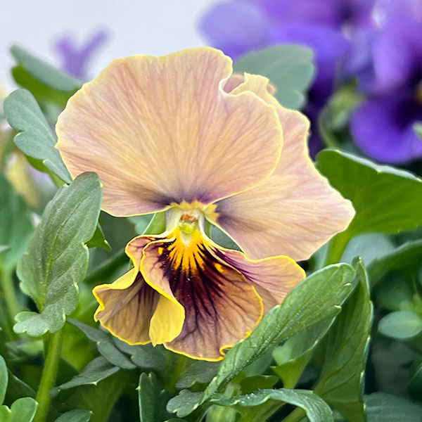 ビオラ：ふんわり（仮）3.5号ポット