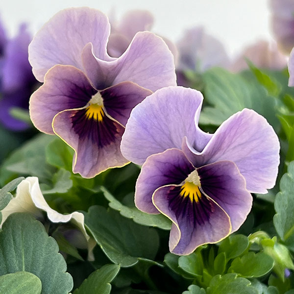 ビオラ：ふんわり（仮）3.5号ポット