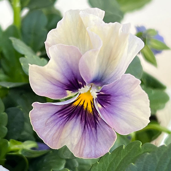 ビオラ：ふんわり（仮）3.5号ポット