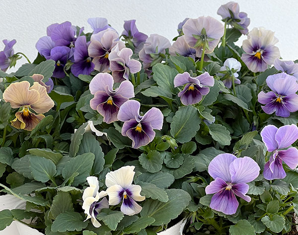 ビオラ：ふんわり（仮）3.5号ポット