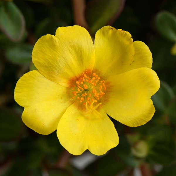 [26年5月中下旬予約]ポーチュラカ：夏チュラカ メガゴールド3号ポット