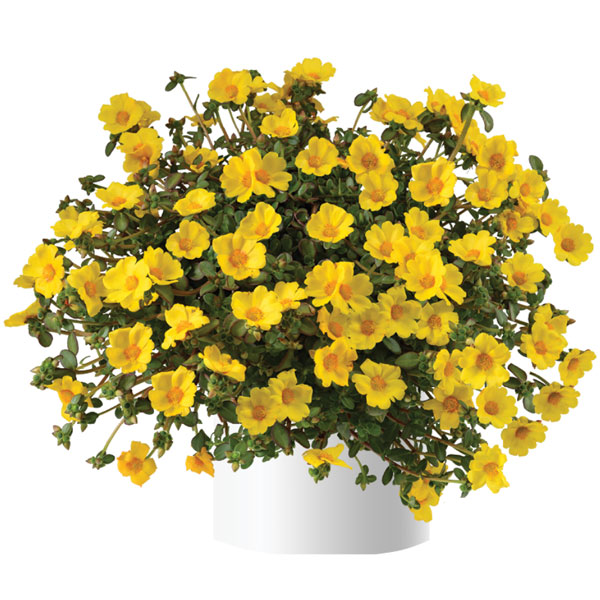 [26年5月中下旬予約]ポーチュラカ：夏チュラカ メガゴールド3号ポット