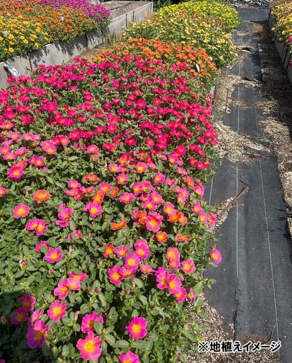 [26年5月中下旬予約]ポーチュラカ：夏チュラカ メガマンゴーストライプ3号ポット