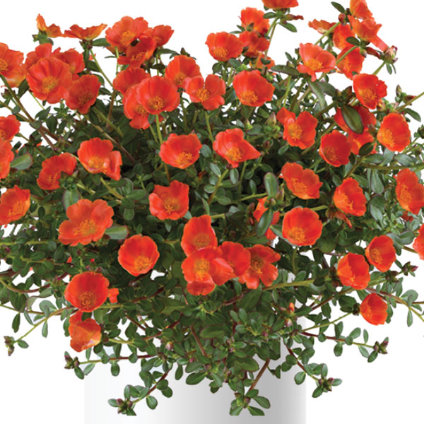 [26年5月中下旬予約]ポーチュラカ：夏チュラカ メガオレンジ3号ポット