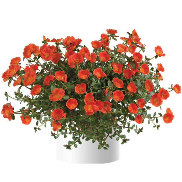 [26年5月中下旬予約]ポーチュラカ：夏チュラカ メガオレンジ3号ポット