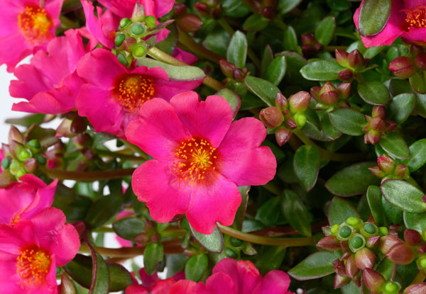 [26年5月中下旬予約]ポーチュラカ：夏チュラカ メガフクシア3号ポット