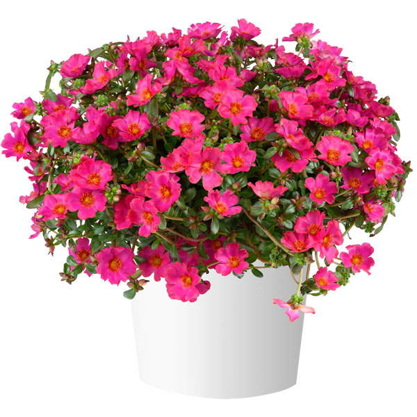 [26年5月中下旬予約]ポーチュラカ：夏チュラカ メガフクシア3号ポット