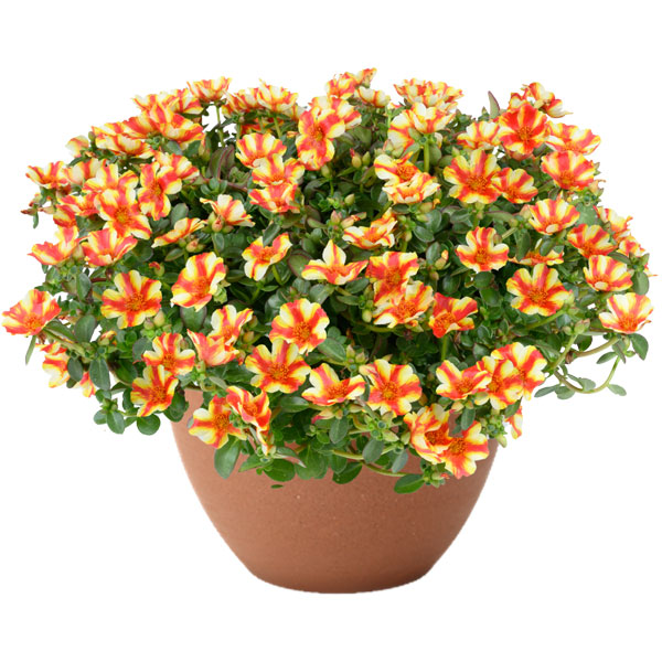 [26年5月中下旬予約]ポーチュラカ：夏チュラカ メガパパイヤストライプ3号ポット