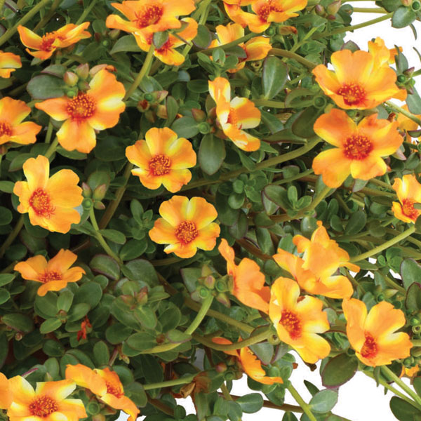 [26年5月中下旬予約]ポーチュラカ：夏チュラカ メガマンゴーストライプ3号ポット