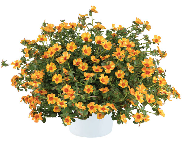 [26年5月中下旬予約]ポーチュラカ：夏チュラカ メガマンゴーストライプ3号ポット