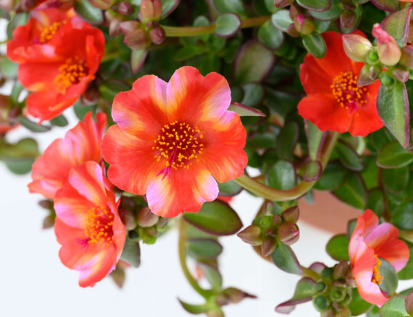 [26年5月中下旬予約]ポーチュラカ：夏チュラカ メガトロピカルストライプ3号ポット