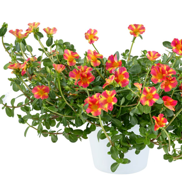 [26年5月中下旬予約]ポーチュラカ：夏チュラカ メガピンクストライプ3号ポット