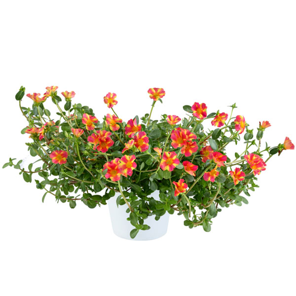 [26年5月中下旬予約]ポーチュラカ：夏チュラカ メガピンクストライプ3号ポット