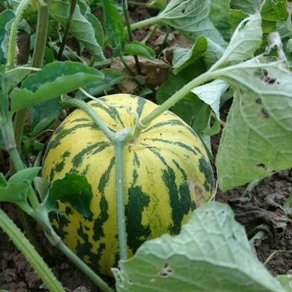 [26年4月下旬予約]メロン：タイガーメロン自根苗3号ポット