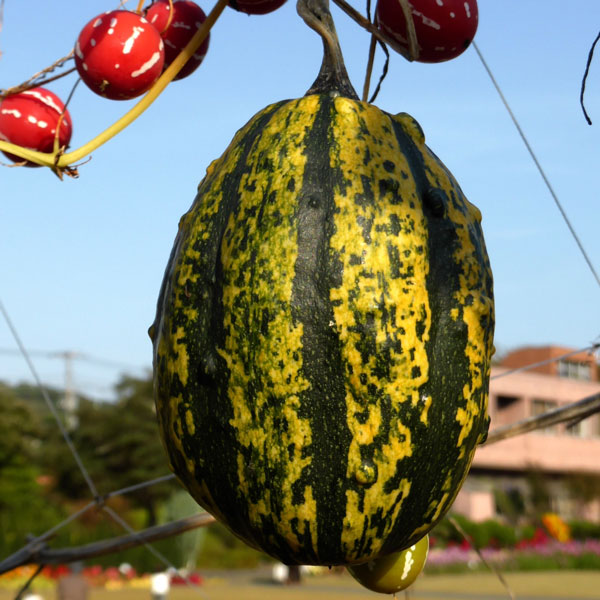 [26年4月下旬予約]メロン：タイガーメロン自根苗3号ポット