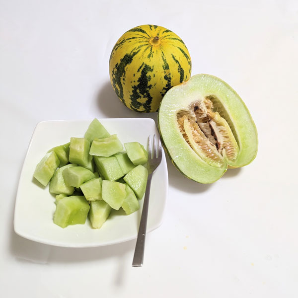 [26年4月下旬予約]メロン：タイガーメロン自根苗3号ポット