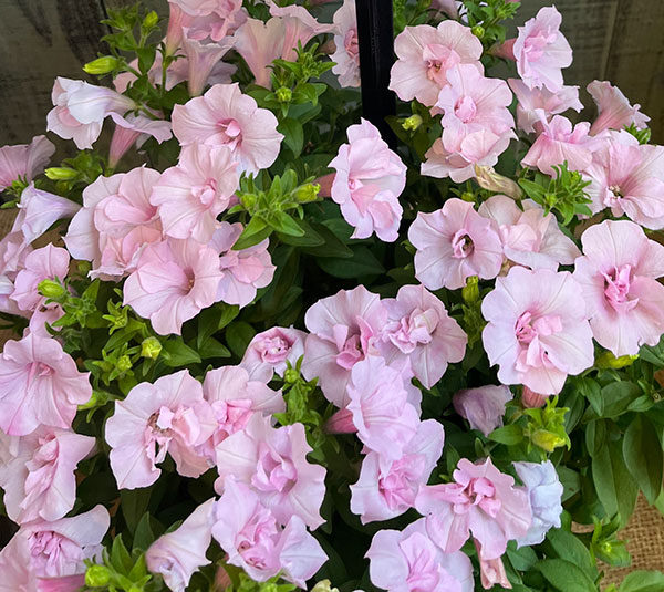 ペチュニア：愛子3.5号ポット 3株セット