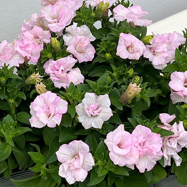 ペチュニア：愛子3.5号ポット 3株セット