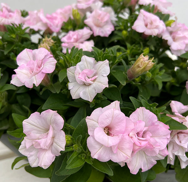 ペチュニア：愛子3.5号ポット 3株セット