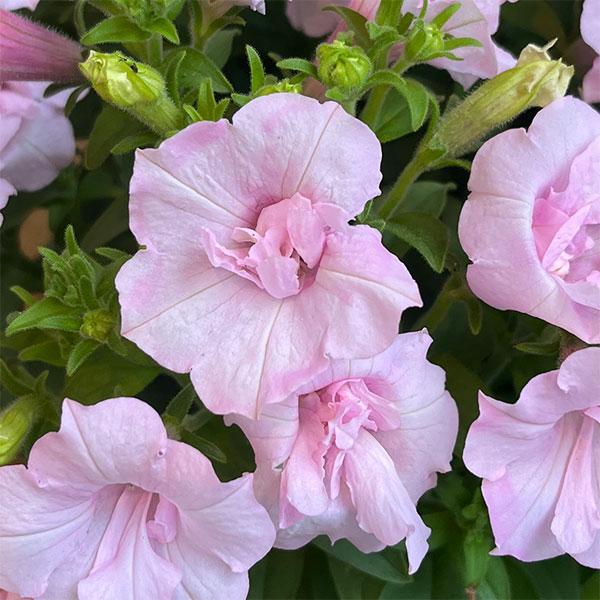 ペチュニア：愛子3.5号ポット 3株セット