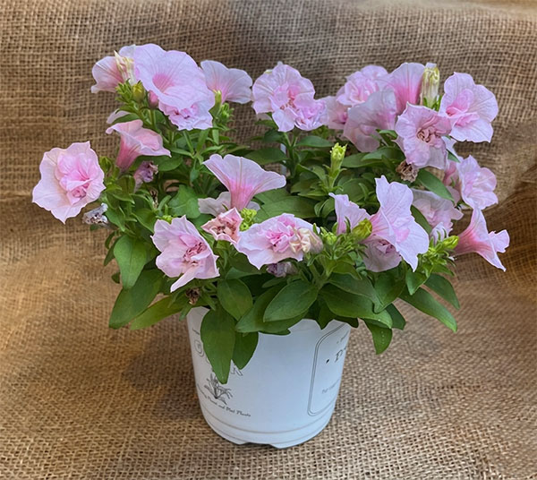 ペチュニア：愛子3.5号ポット 3株セット