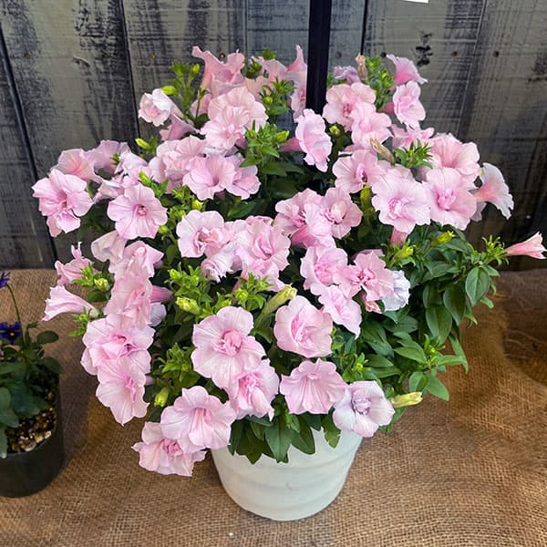 ペチュニア：愛子3.5号ポット 3株セット