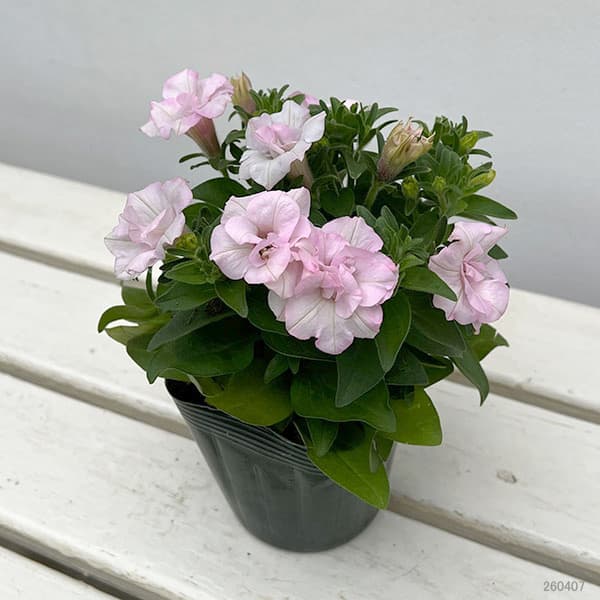 ペチュニア：愛子3.5号ポット 3株セット