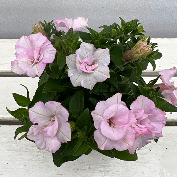 ペチュニア：愛子3.5号ポット 3株セット