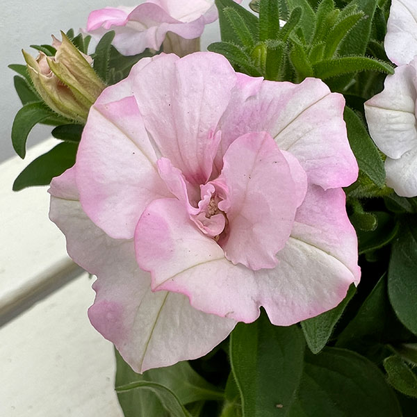 ペチュニア：愛子3.5号ポット 3株セット