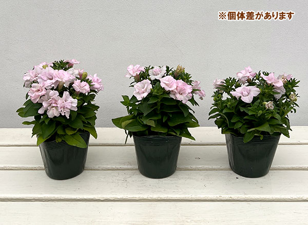 ペチュニア：愛子3.5号ポット 3株セット